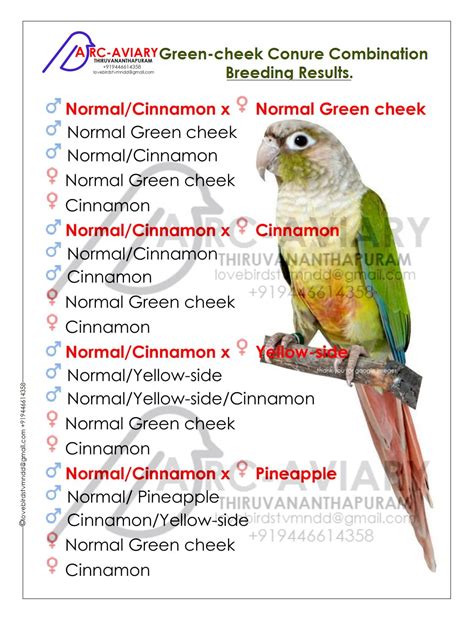 turquoise green cheek conure|green cheek conure breeding chart.